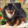 Chartlivus Pom Zeron King Tot