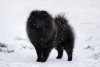 Jul's Poms World Of Wonders
