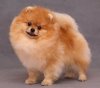 Royal Poms Yulii Zezar