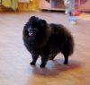Natali-Dog Bridzhit Lola