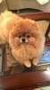Selebriti Dog Salana