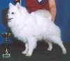 Spitz Solti Csako