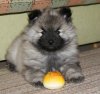Pushistikoff Knyaz Gvidon