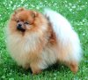 Dynamic Magic Boy Of Maja's Pomeranianworld