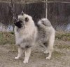 Alvtorpets Raspberry