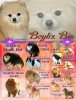 Beyliz Bis