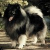 Tryon's Beorn