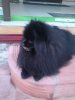 Toy Triumf Yarmir Sultan