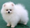 Athen Magic Mission On Royal Poms Of Athen Kennel