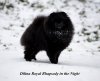 Dilina Royal Rhapsody In The Night
