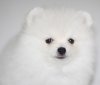 Ice Pom Whirly White