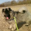 Schone Hund Bonifatsiy Blagodnyi