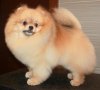 Natali-Dog Bomarshe
