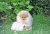 Bodenseepoms Boston Big Love