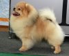 Royal Poms Cristofer Versal'