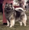 Von Ryan's Ragamuffin