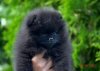 Meet The Blac  Cloud