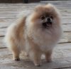 Pomstyle My Little Baby