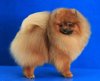 My Love Pom Ser Bentli