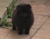 Udel'naya Sloboda Bembi