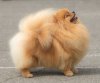 Kamchatskiy Domovenok Elison Grand Diva