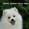 Tsuneni Kattsu  Niko