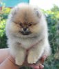 Sha-Ma-Ni Star Happines Is- Its Mi