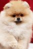Mitkesh Godzhes Pom Lord Aleksis