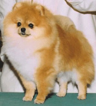 Finch's Shesa Lil Brick