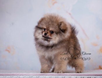 Ledi-Pom-Charm Zhanger Dream