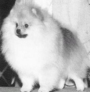 Puf Pride's Tandilizin Topper