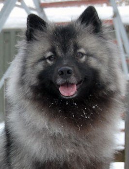 Schone Hund Ezhevika