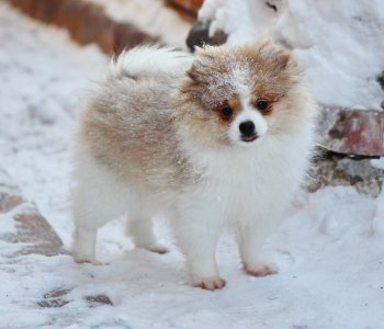 Milashka Pom Malysh Senbernar