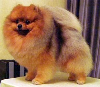 Pom Passion Alexander