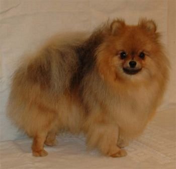 Sekretdogs Lora
