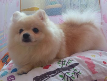 Molli Of Layts