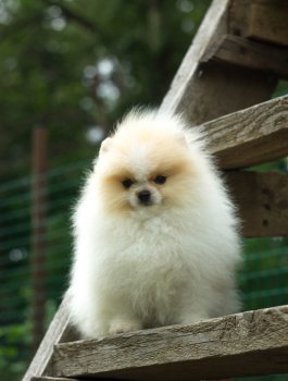 Sweet Baby
