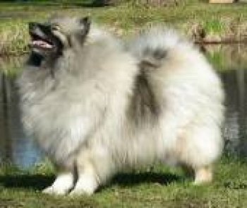 Kittihof's Raffaella