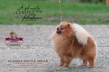 Klassna Instyle Dream