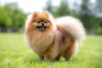 Luxurypoms Vialina