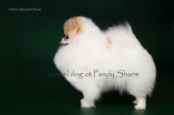 Bambucha Ot Pandy Sharm