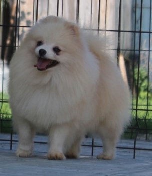 Sha-Ma-Ni Star Knopa Litl Bebi