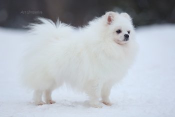 New's Pomeranian Autumn