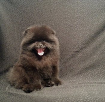 Dzhoi Pom Zhak Zhuzhui
