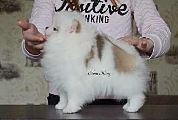 Elvin King