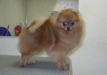 Yanuariy Red Berti