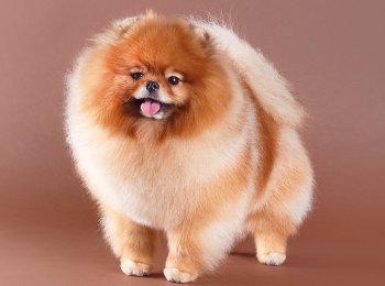 Jul's Poms Gordon Freedog