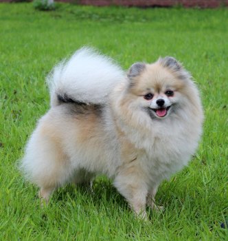 Magdiorus Chio Chio San