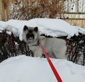 Zolotaja Ladja Schelchok Tanosa