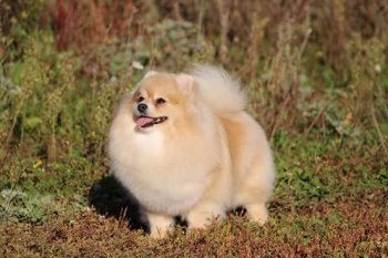 Mazhestik Hobbi Tiano Amore Mio